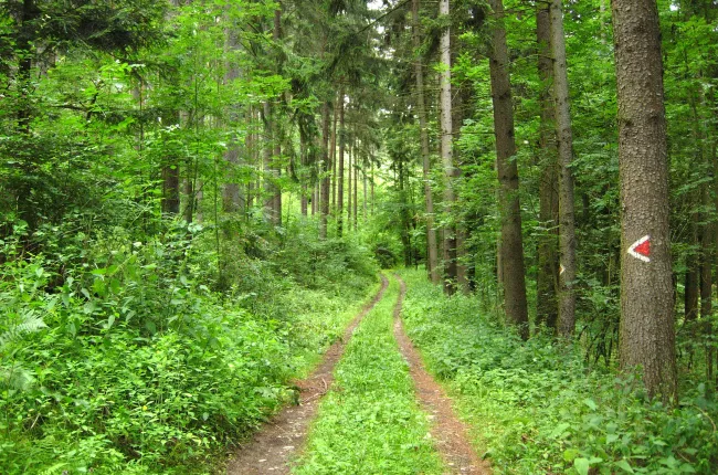 (c) LFBÖ_Anna Schreiner2.JPG