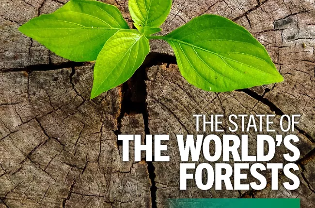 state of worlds forests