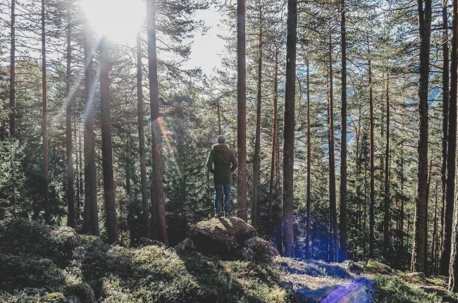 A person standing in a pine forest