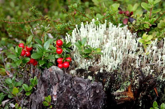 lichen and lingonberries growing on a tree stump