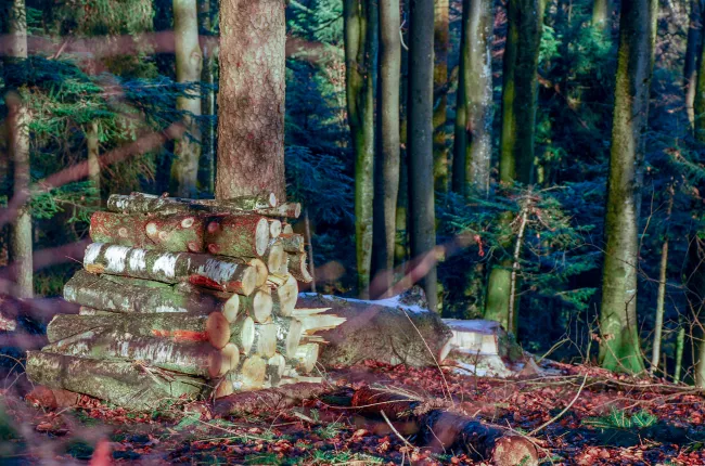a log pile in a forest