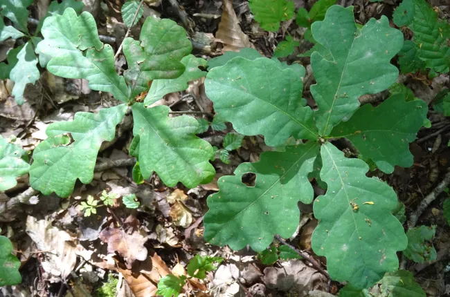 Close-up of two oak seedlings viewed from above