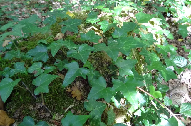 Ivy 1_CEPF.jpg