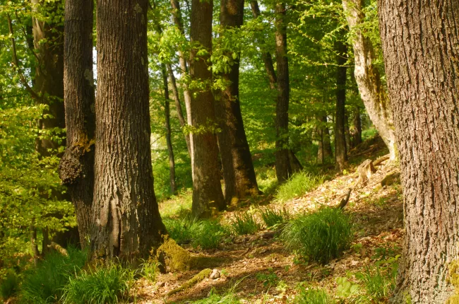 Oak forest_FranzThoma_0.JPG