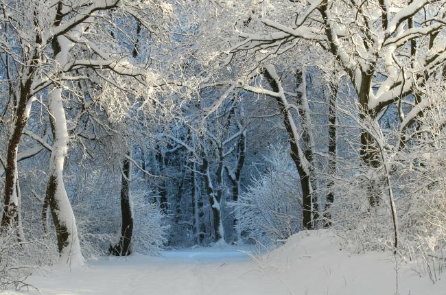 winter-343512_1920_pixabay.jpg