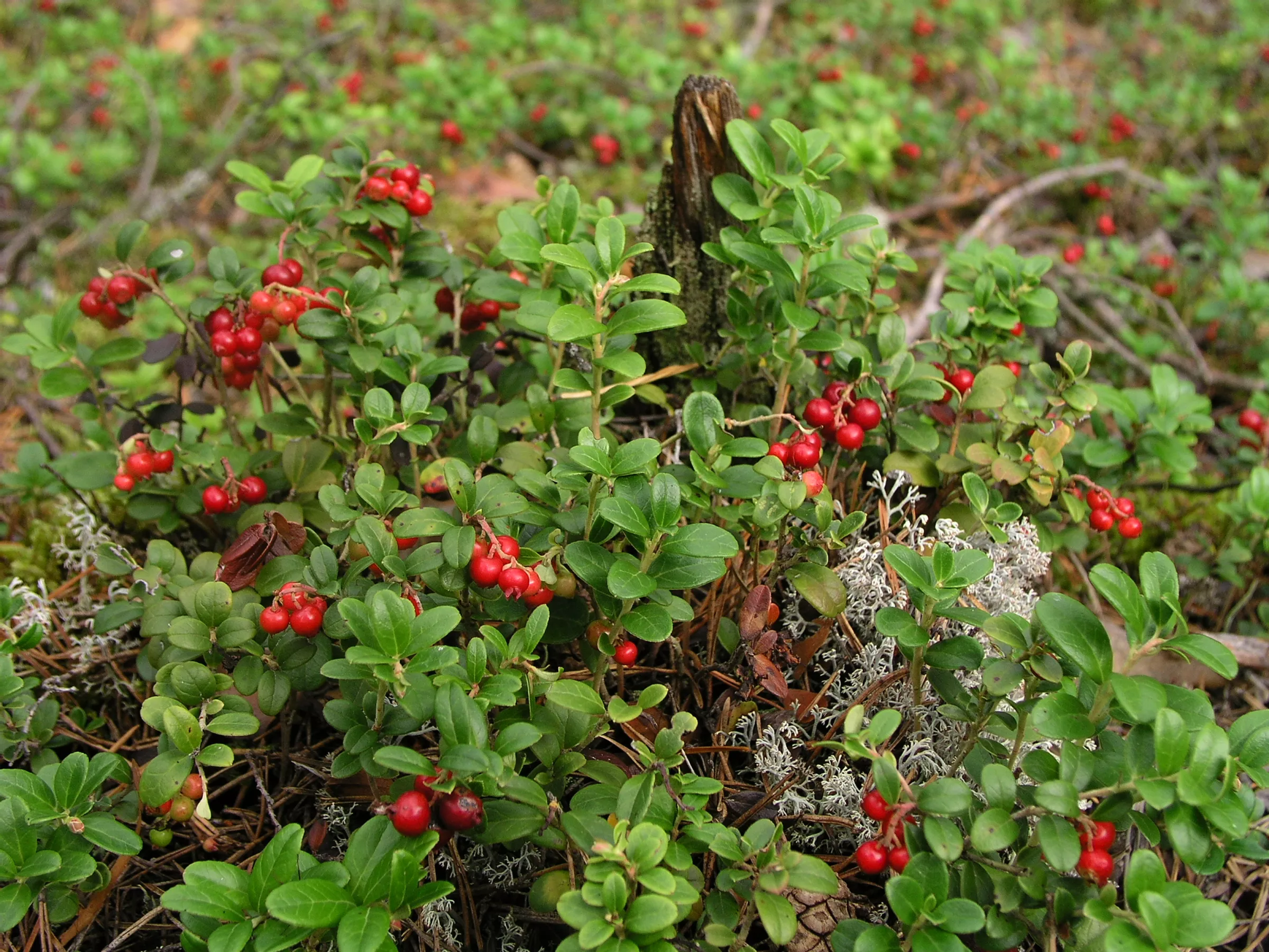 berries