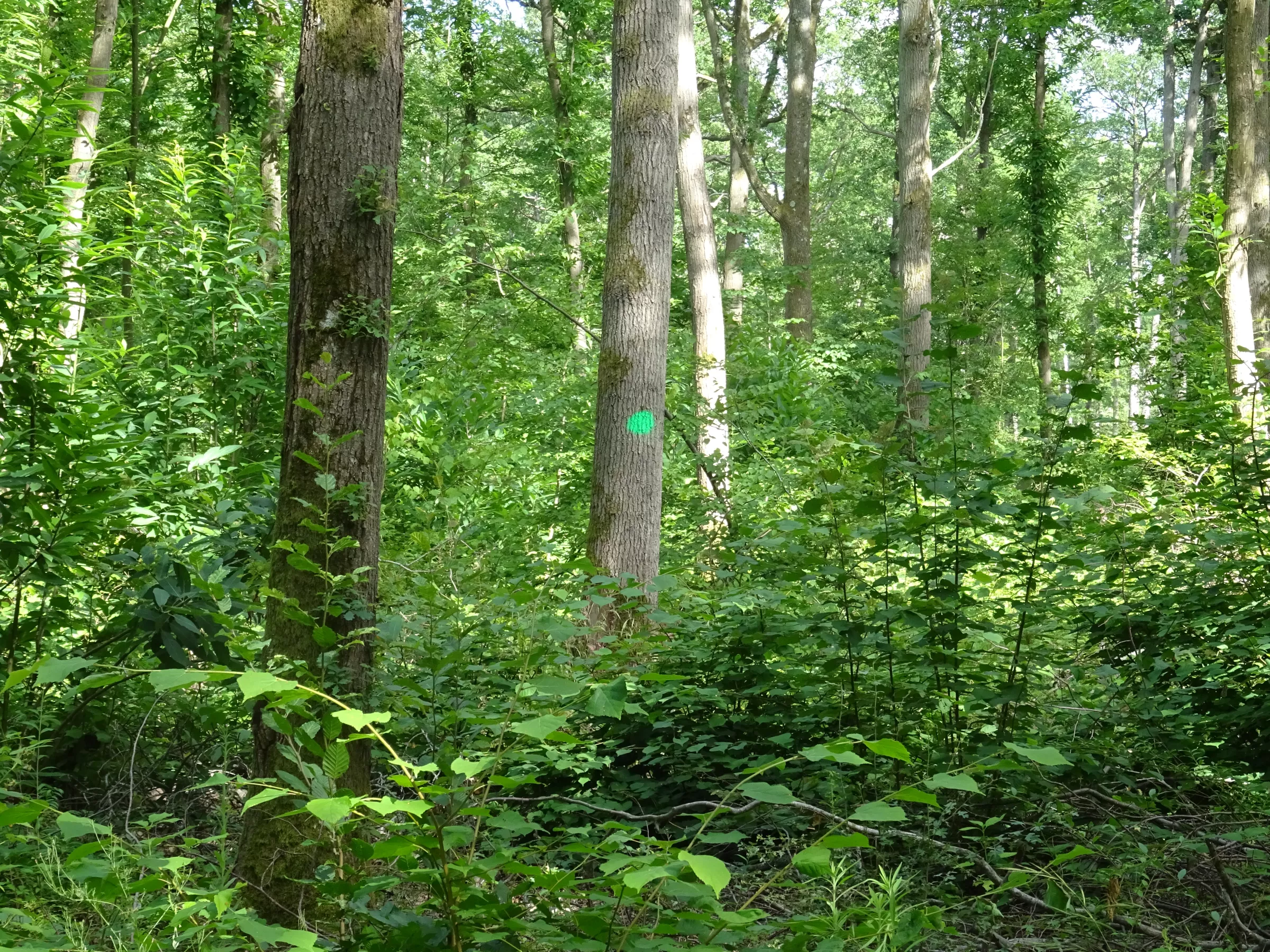 Tree marking 1_CEPF.jpg