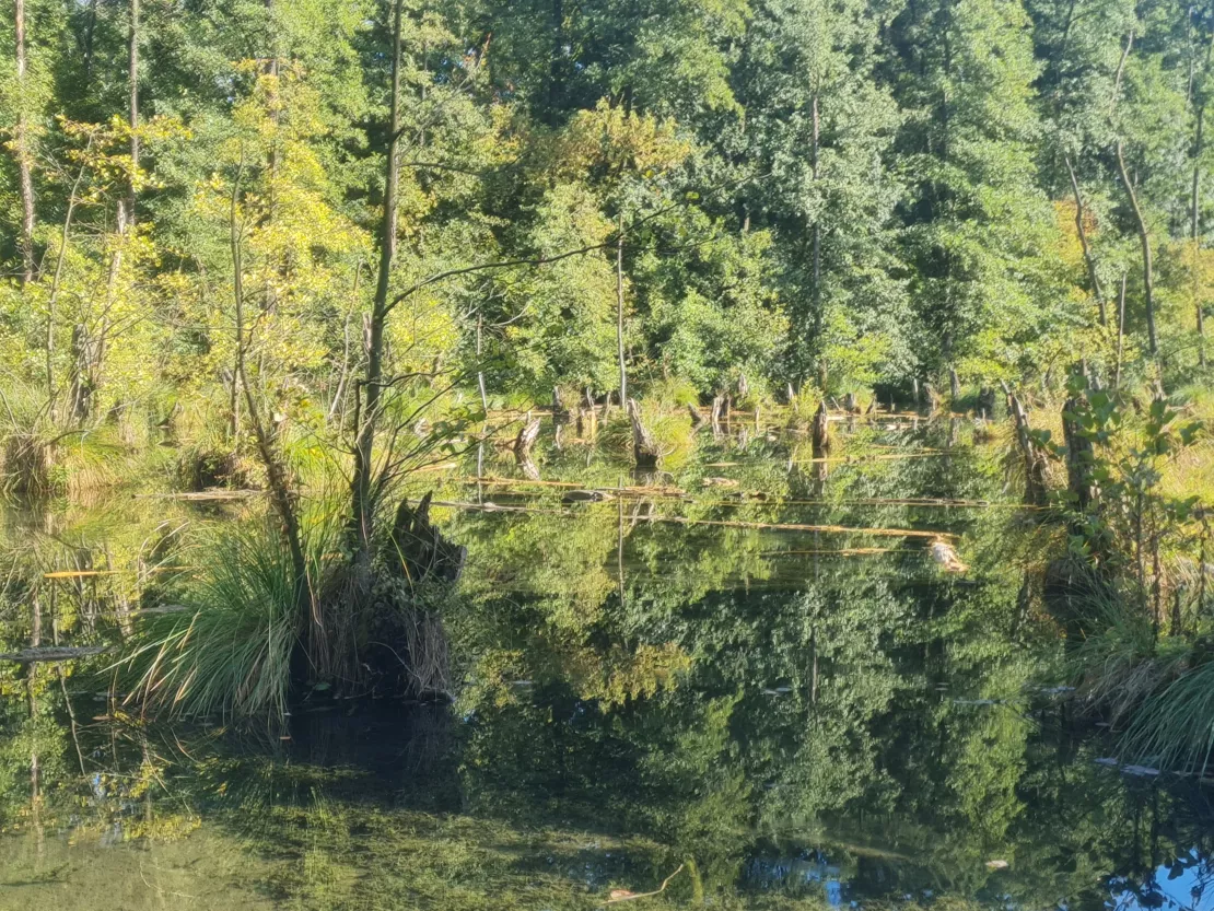 wetland forest